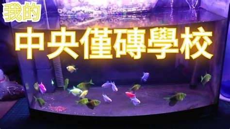 金磚魚好養嗎|金磚魚飼養心得報告 中央僅磚學校